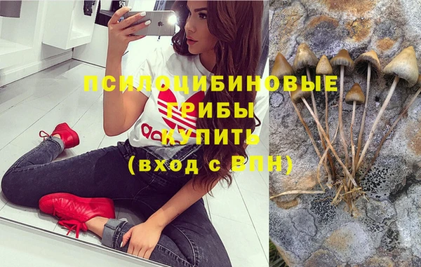 прущие грибы Бердск